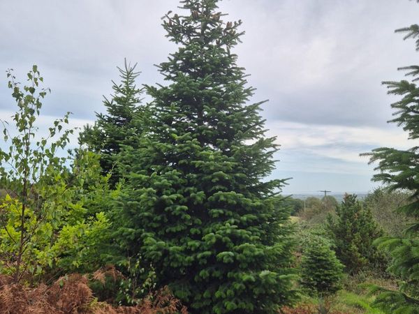 Christmas  Trees - Main image