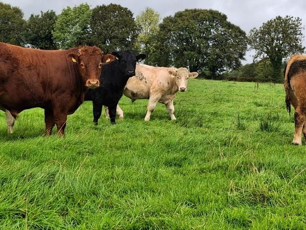 Bullocks - Main image