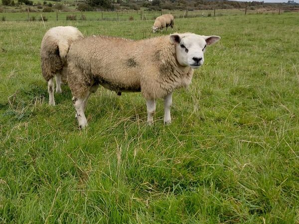 PED Texel ram lambs - Main image