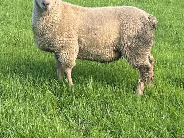 Charollais Ram Lamb - Main image