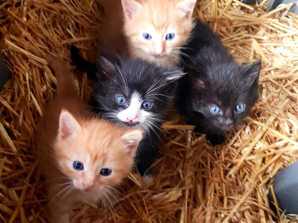 Cats - Main image
