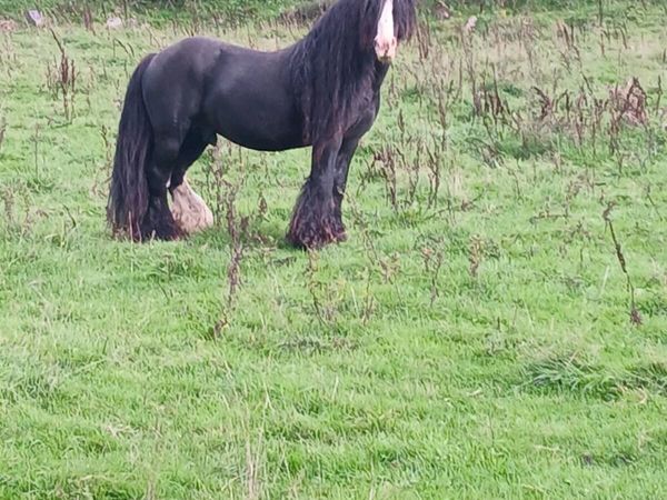 Heavy..Stallion - Main image