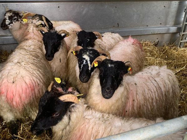 ⭐ 9 Blackface ewe lambs ⭐ - Main image