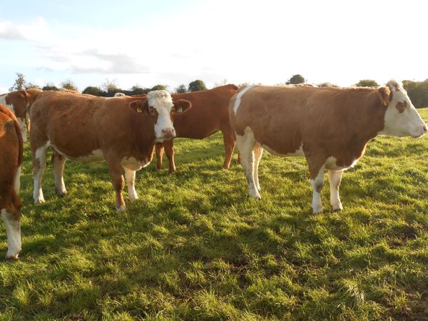 22 in calf Sim X Lim X heifers in Elphin Mart - Main image