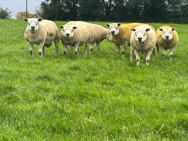 Texel Shearlings - Main image