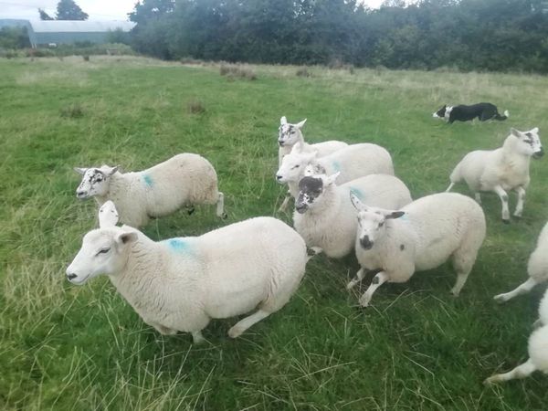 Texal Cross Ewe Lambs x 16 - Main image