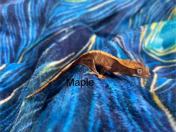 Crested geckos - Main image