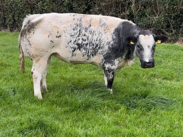 Pedigree Blue heifer - Main image