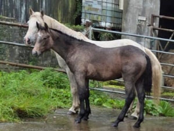Filly foal - Main image