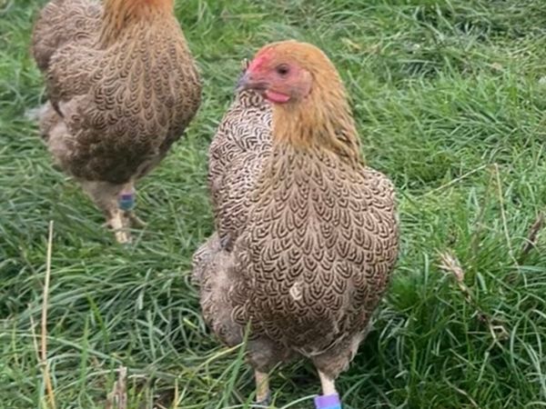 Wyandotte Bantam Pullets - Main image