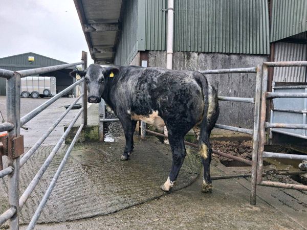 ⭐️⭐️ Kenmare Mart In Calf Heifer Sale⭐️⭐️ - Main image