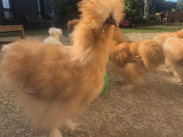 Silkie roosters - Main image