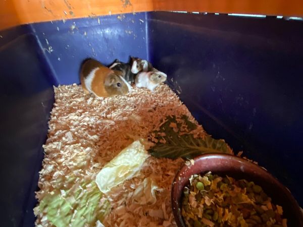 Guinea pigs - Main image
