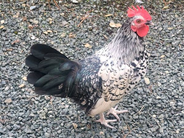 Roosters - Main image