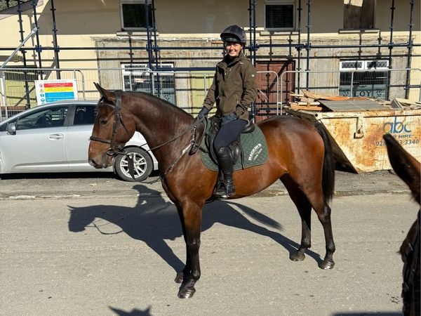 4year old Gelding - Main image