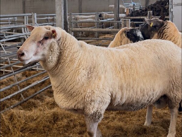 Pedigree Registered Charollais Hogget Ram - Main image