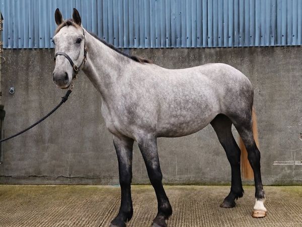🔥3 YEAR OLD IRISH DRAUGHTS 🔥 - Main image