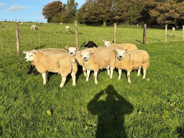 Pedigree Texel  ram lambs - Main image