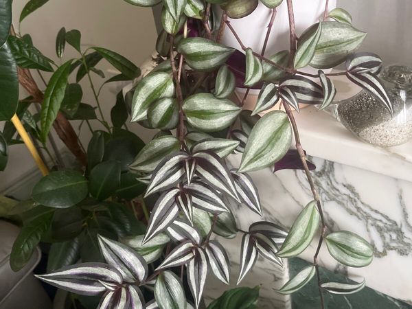 Tradescantia plant in ceramic pot - Main image