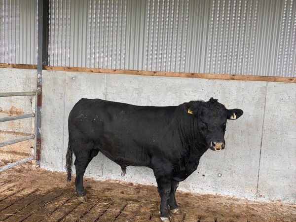 Angus bull - Main image