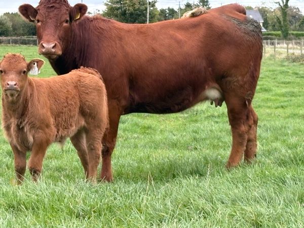 2 super first calved heifers - Main image