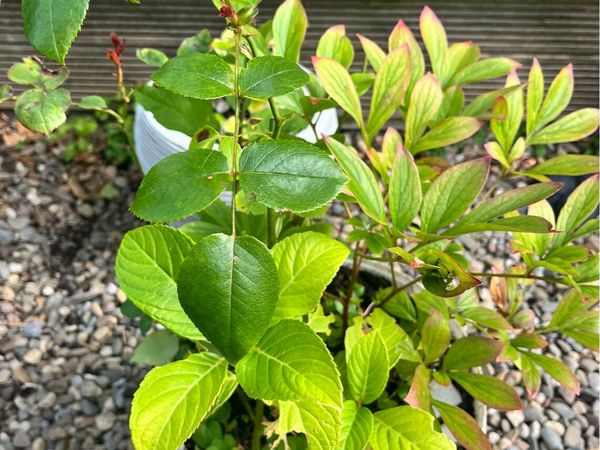Three plants in one bucket - Main image
