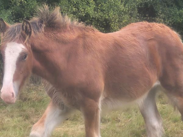 Foal - Main image