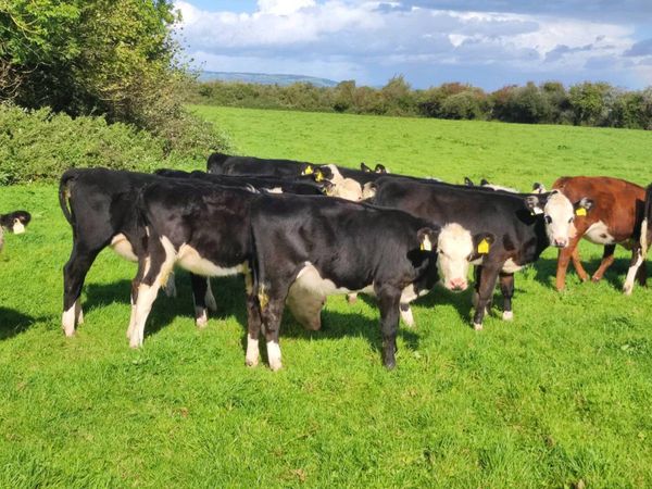 Whitehead heifers - Main image