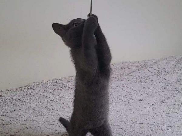Kittent - Main image