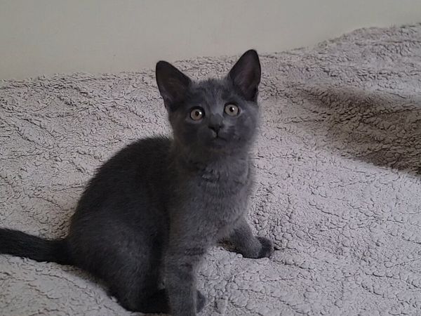 Kittent - Main image