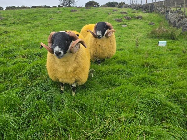 2 horn hogget rams forsale - Main image