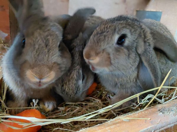 Baby Rabbits Flemish Giant x Lop - Main image