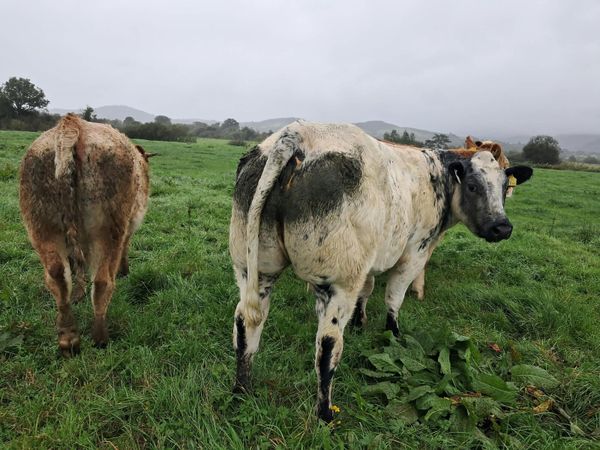 Smashing breeding heifer - Main image