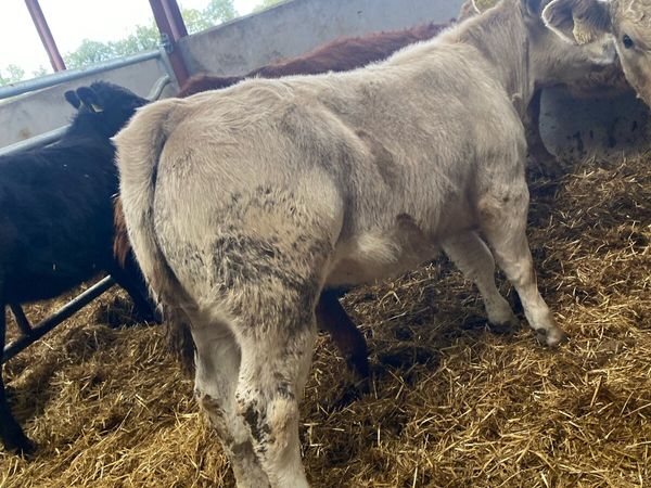 10 super suckler bred heifer weanlings - Main image