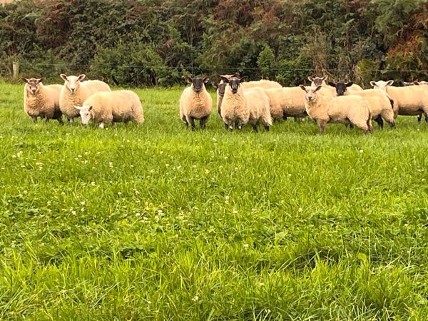 Ewe lambs (55kg +) - Main image