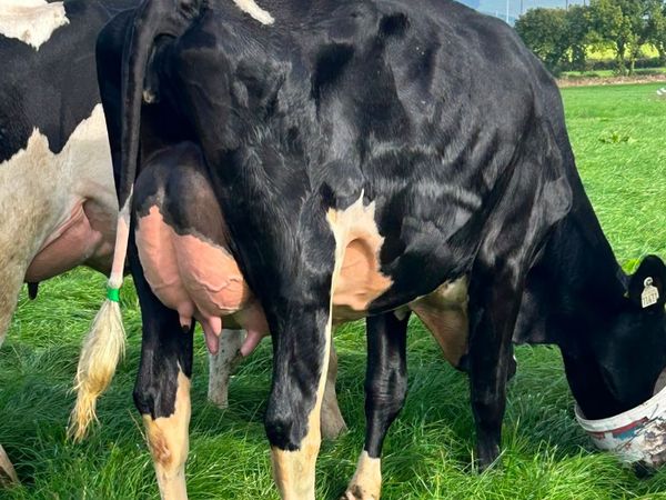 Holstein - Cahirmee Online Heifer Sale - Main image