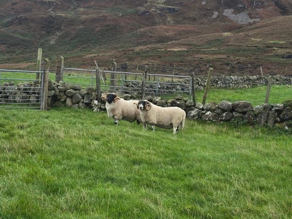 2 two year old rams & 2 ram lambs forsale. - Main image