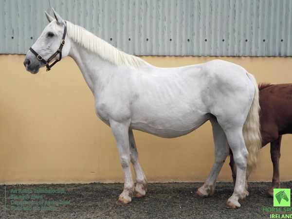 Irish draught mare in foal - Main image