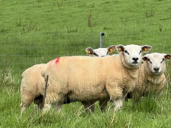 Organic Texel Ram Lambs by Five Star Sire - Main image