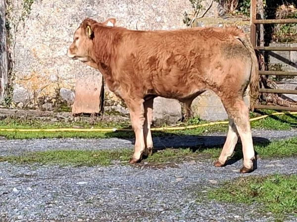 Weanlings - Main image