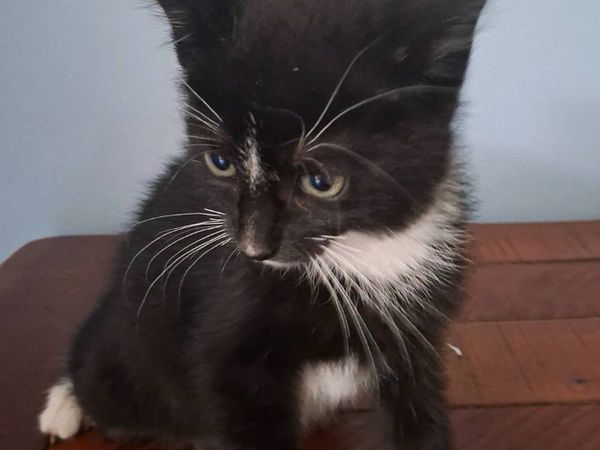 Kittens - Main image