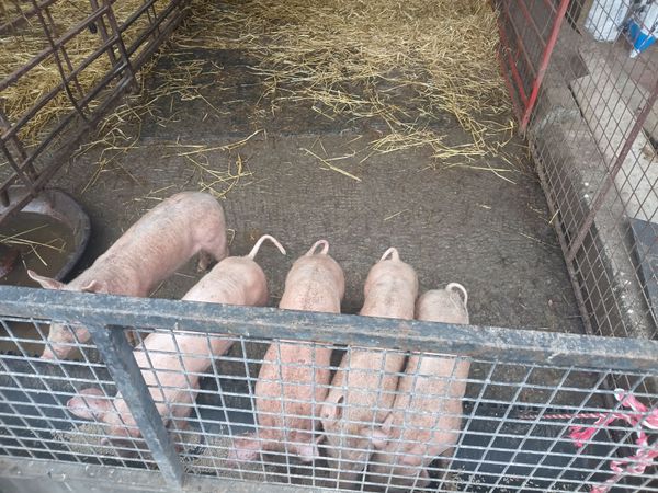 Weaner pigs landracex largewhite - Main image