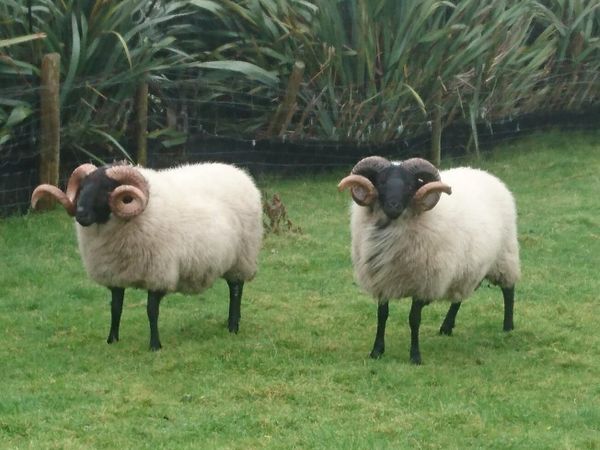 Two Hogget Rams - Main image