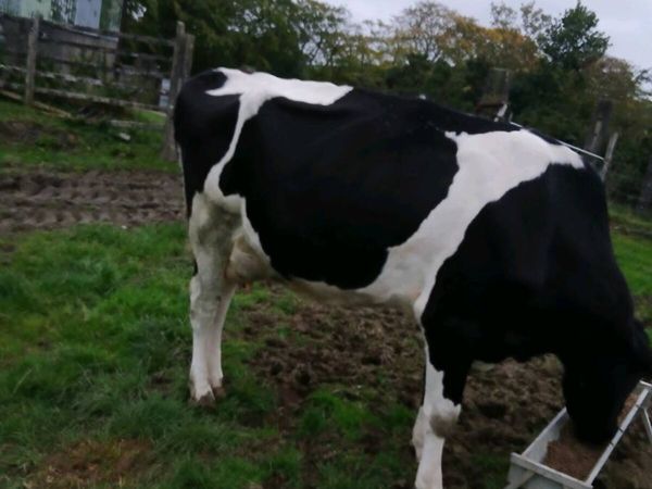 Springing cow - Main image