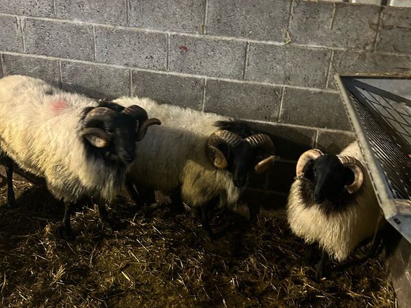 Blackface hogget rams - Main image