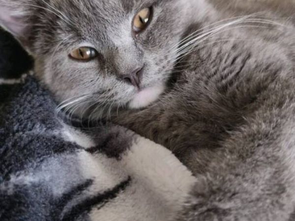 Grey & White British Shorthair Female Kitten - Main image