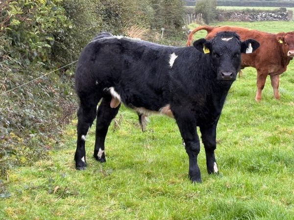 Weanling Bulls - Main image