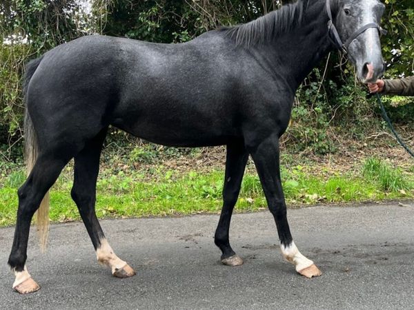 4 year old filly - Main image