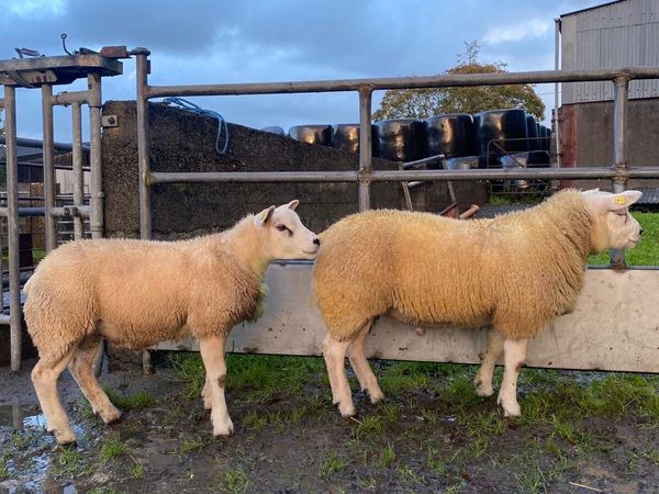 Purebred Texel Ram Lambs - Main image
