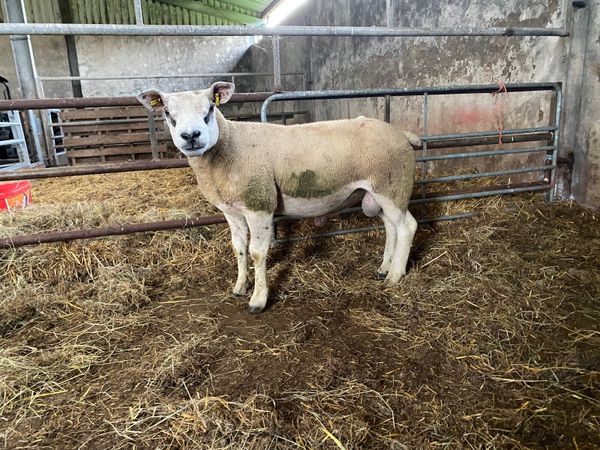 Texel hogget pbnr - Main image